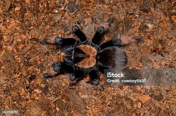 Mexican True Red Leg Tarantula Stock Photo - Download Image Now - Animal, Animal Body Part, Animal Hair