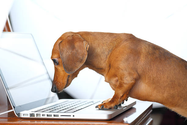 hund mit computer - dachshund dog stock-fotos und bilder