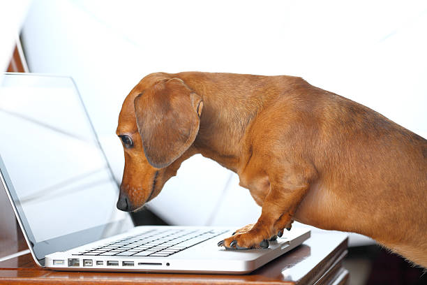 cão usando computador - internet learning computer keyboard computer - fotografias e filmes do acervo