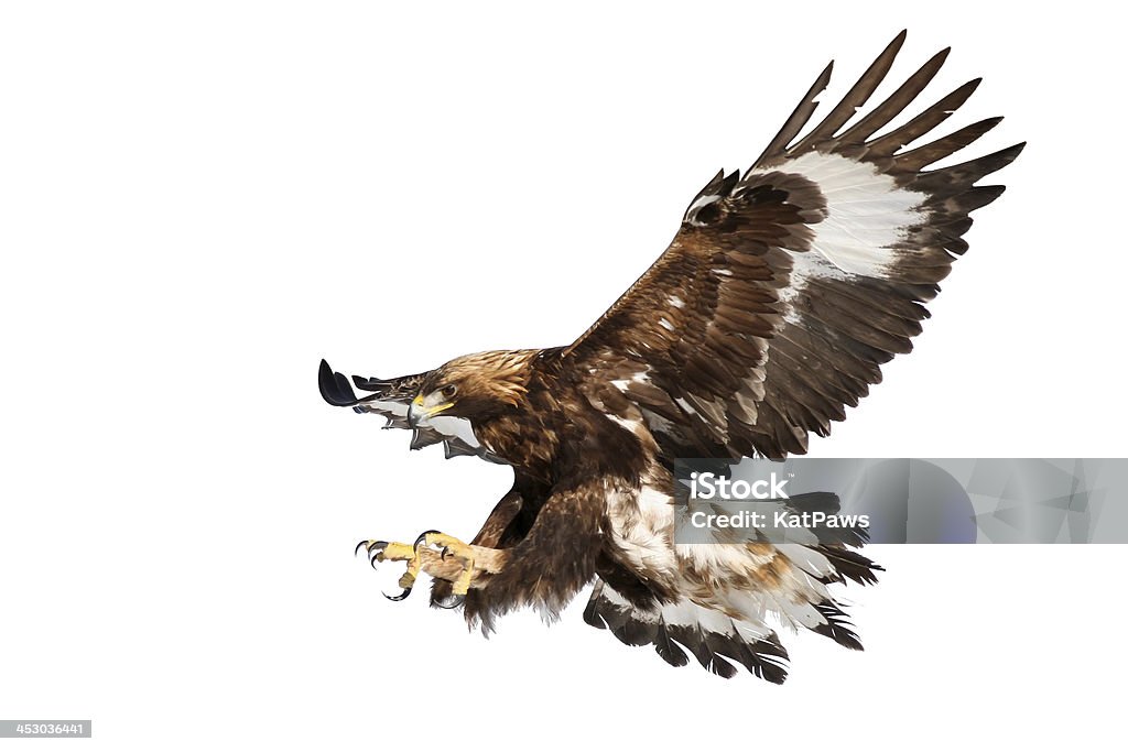 Grab your chance - Golden eagle landing - Royalty-free Steenarend Stockfoto