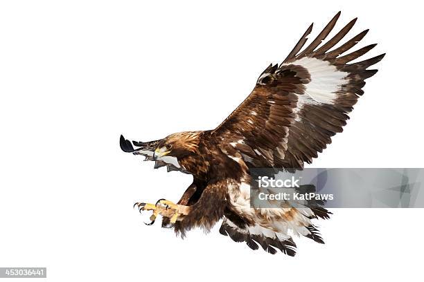 Grab Your Chance Golden Eagle Landing Stockfoto en meer beelden van Steenarend - Steenarend, Uitsnede, Arend