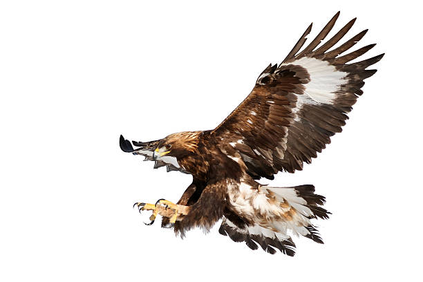 istock Grab your chance - Golden eagle landing 453036441