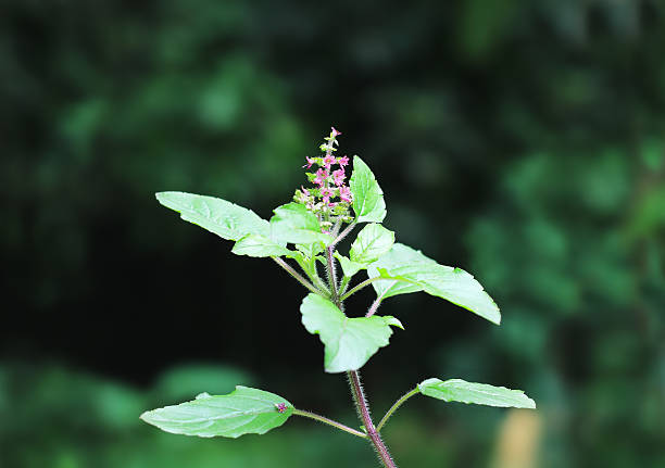 святая базилик, ocimum санктум - ayurveda india scented asian culture стоковые фото и изображения