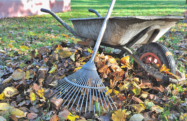 istock collecting leaves in garden 453038245