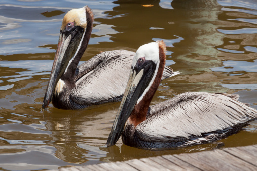 A pair of Brown Pelicans, male and female floating in the water alongside the dock.