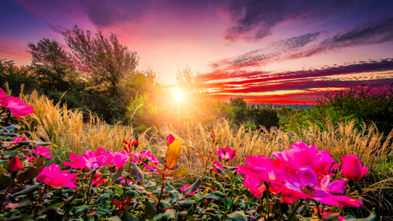 Rural countryside landscape featuring pink roses and tall grasses bathed by early morning light