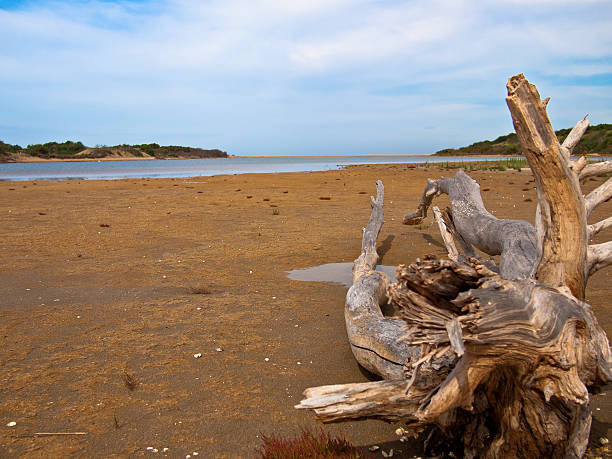 istock Scenery of the shore at low tide 453039077