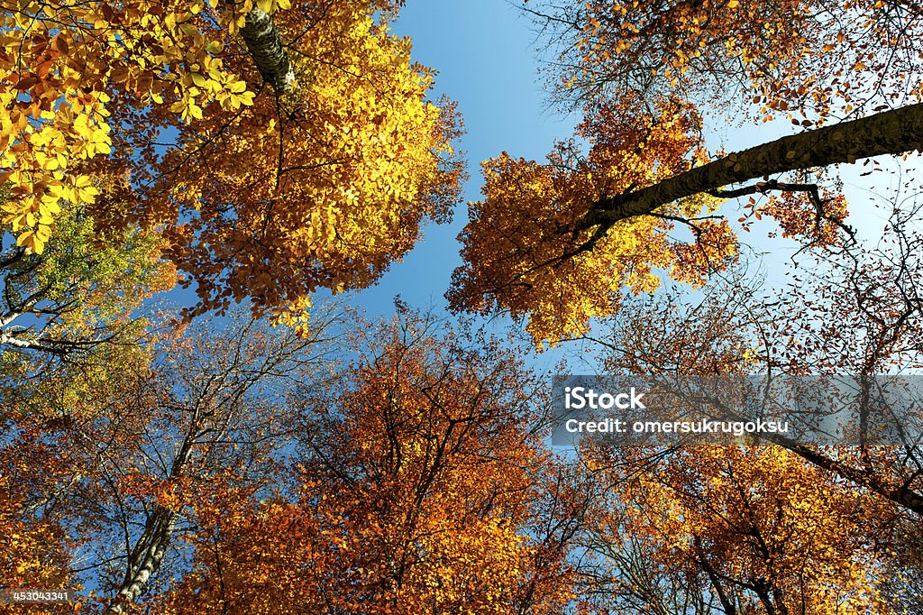 Fall Leaves Autumn Tree Looking Up. Colorful Fall Leaves. Autumn Stock Photo