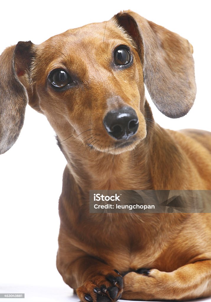 Perro Dachshund - Foto de stock de Animal libre de derechos