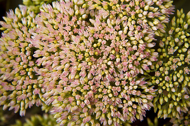 istock flowers blooming onion 453043999