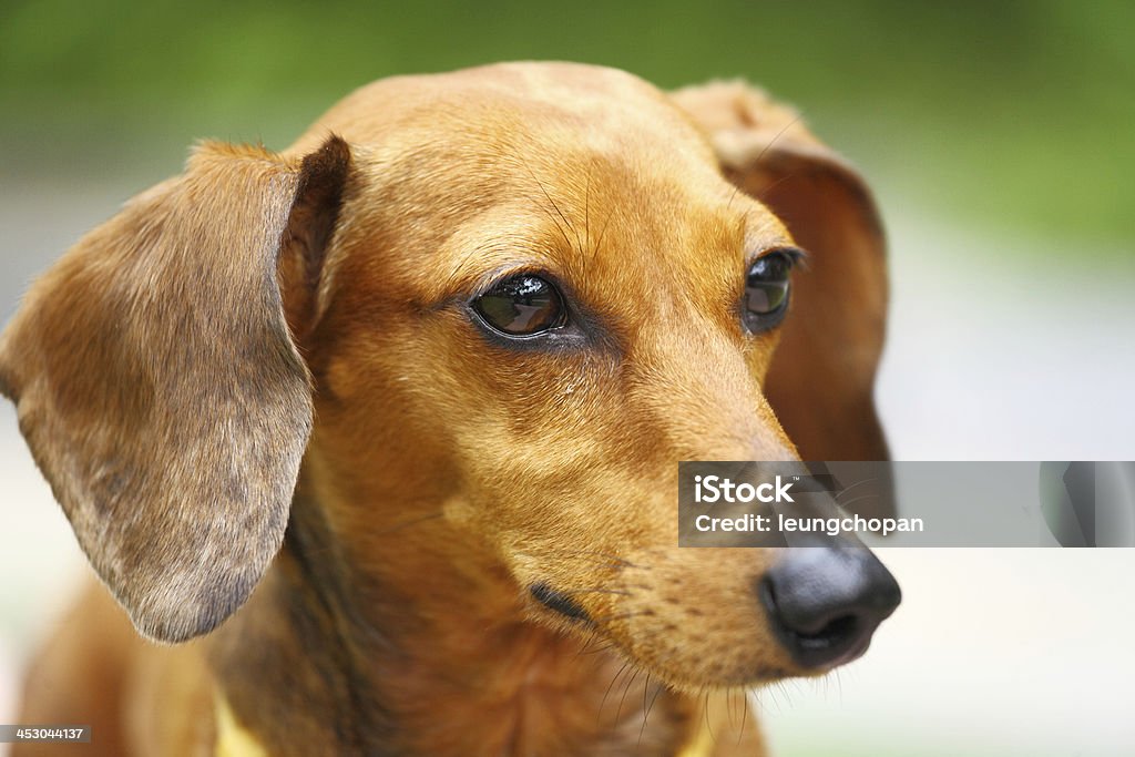 dachshund de Cão - Royalty-free Alegria Foto de stock
