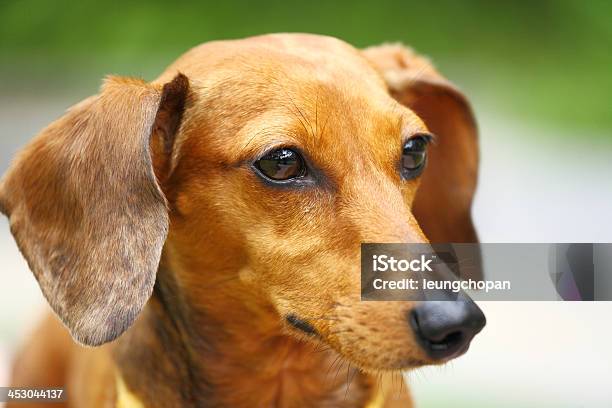 Dachshund De Cão - Fotografias de stock e mais imagens de Alegria - Alegria, Amizade, Animal