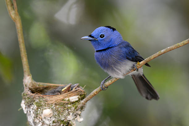 istock male black-nape monarch 453045483