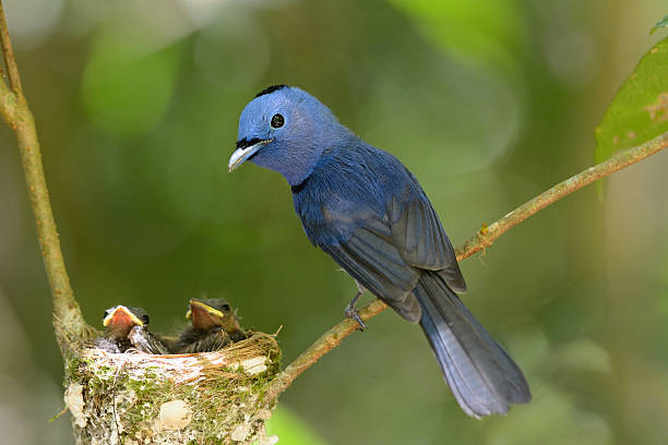 istock male black-nape monarch 453045559