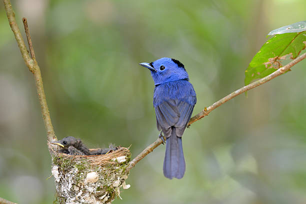 istock male black-nape monarch 453045599