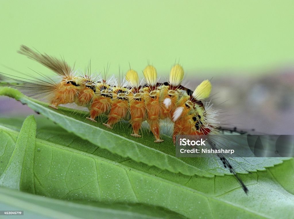 Caterpillar - Foto de stock de Lagarta royalty-free