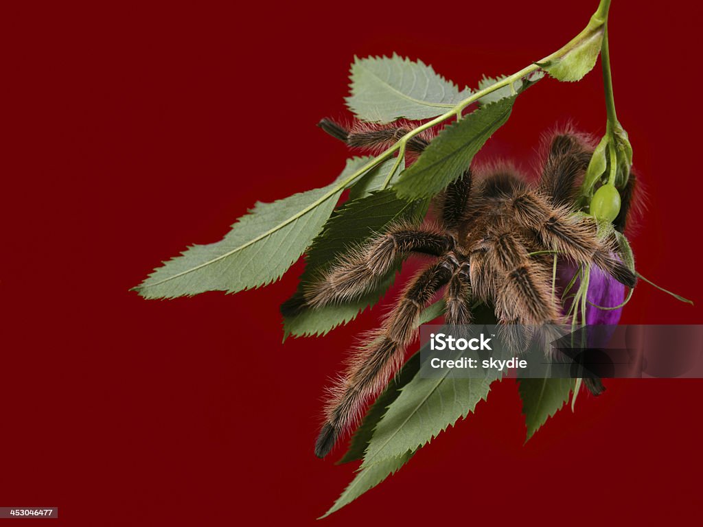 En rouge - Photo de Mygale chilienne rose libre de droits