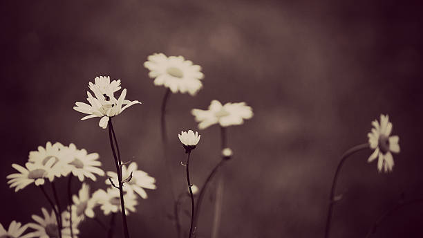 istock Vintage background with daisies flowers 453046525