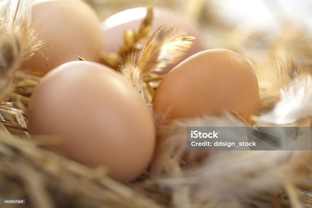 Organic eggs fresh eggs in a nest Agriculture Stock Photo