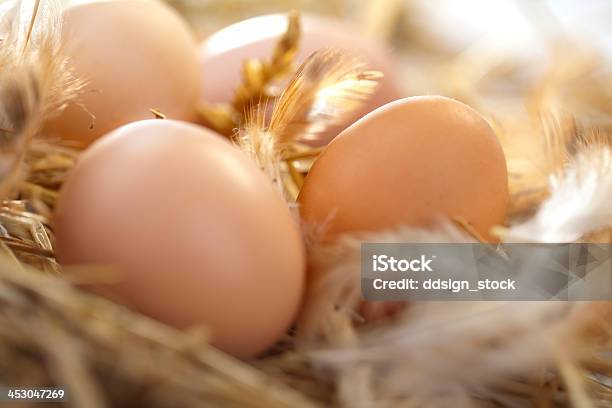 Organic Eggs Stock Photo - Download Image Now - Agriculture, Animal Nest, Animal Pen