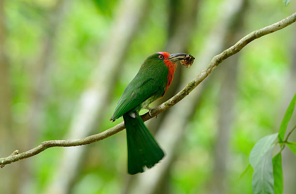Red-bearded Bee-eater (Nyctyornis amictus) beautiful female Red-bearded Bee-eater (Nyctyornis amictus) with insect at Kaeng Krachan National Park,Thailand red bearded bee eater nyctyornis amictus stock pictures, royalty-free photos & images