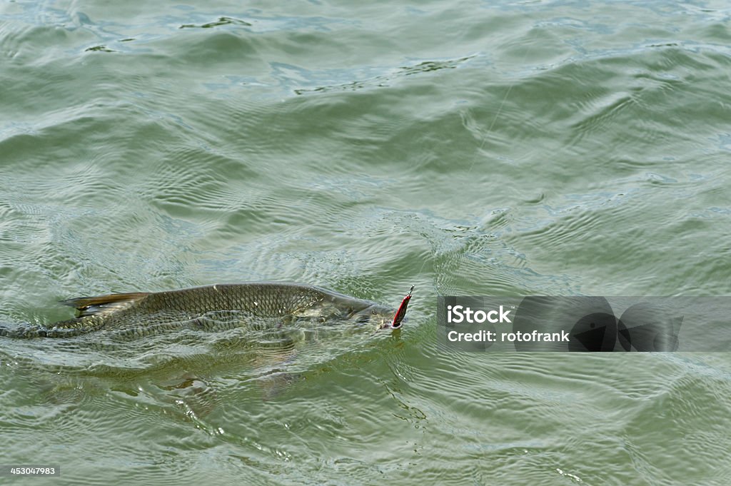 Карп лов рыбы [ angling ] - Стоковые фото Без людей роялти-фри