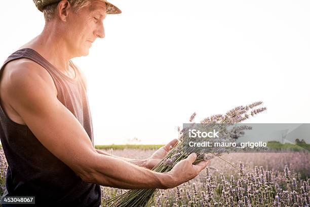 Alter Mann Ernten Blumen Von Lavendel Stockfoto und mehr Bilder von Abenddämmerung - Abenddämmerung, Arbeiten, Arbeiter