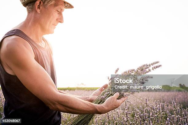 Photo libre de droit de Senior Homme Cueillette Des Fleurs Resplendissantes De Lavande banque d'images et plus d'images libres de droit de Adulte