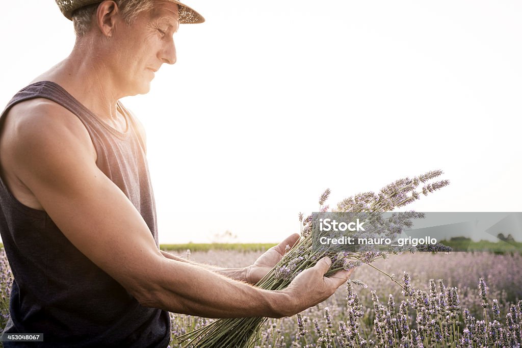Uomo anziano raccolta di fioriture fiori di lavanda - Foto stock royalty-free di Adulto