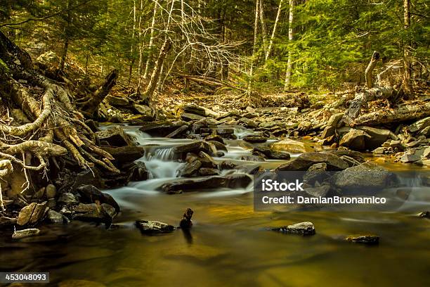 River In The Forest Stock Photo - Download Image Now - Delaware River, Forest, Horizontal