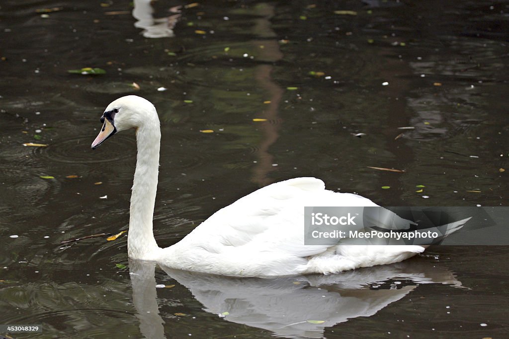 Oche bianche può nuotare. - Foto stock royalty-free di Acqua