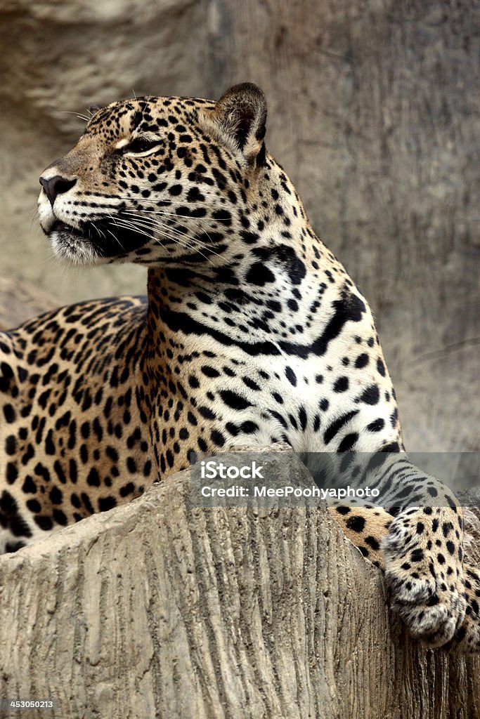 Leopardo relaxante. - Foto de stock de Animais caçando royalty-free