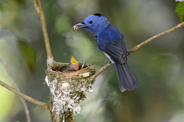 istock male black-nape monarch 453050571