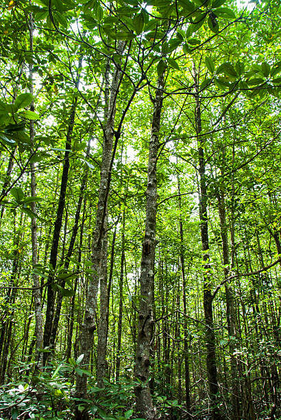 istock The forest mangrove at Ranong, Thailand. 453052285