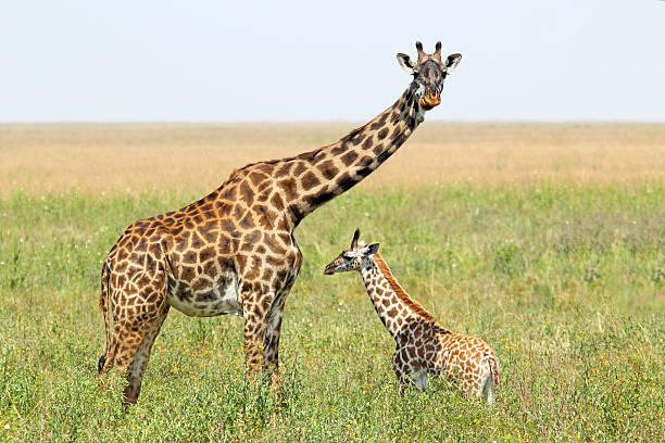 istock Baby giraffe and mother 453052317