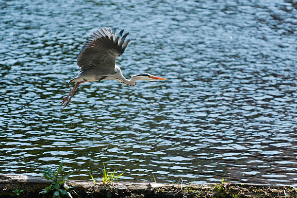 istock gray heron [Ardea cinerea] [Am.] flying 453052713