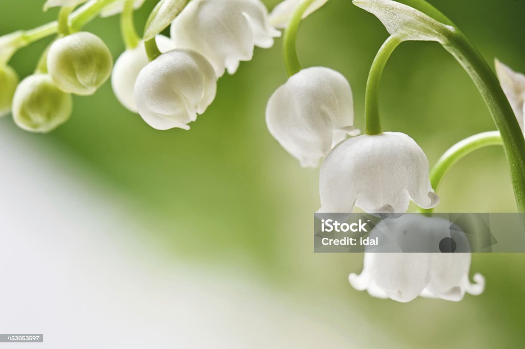Lily of the valley Delicate flowers on a branch of lily of the valley Beauty Stock Photo