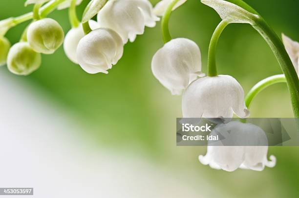 Lily Of The Valley Stock Photo - Download Image Now - Beauty, Bell, Branch - Plant Part