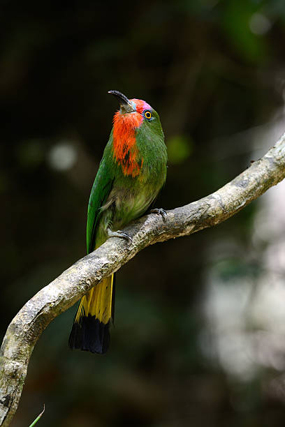 Red-bearded Bee-eater (Nyctyornis amictus) beautiful male Red-bearded Bee-eater (Nyctyornis amictus) with insect at Kaeng Krachan National Park,Thailand red bearded bee eater nyctyornis amictus stock pictures, royalty-free photos & images