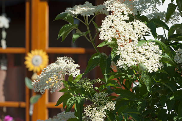 elder Sambucus nigra
