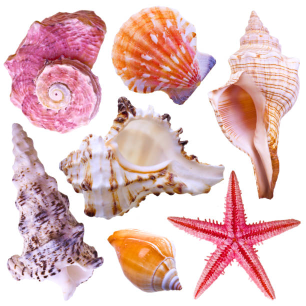 Collection of sea shells