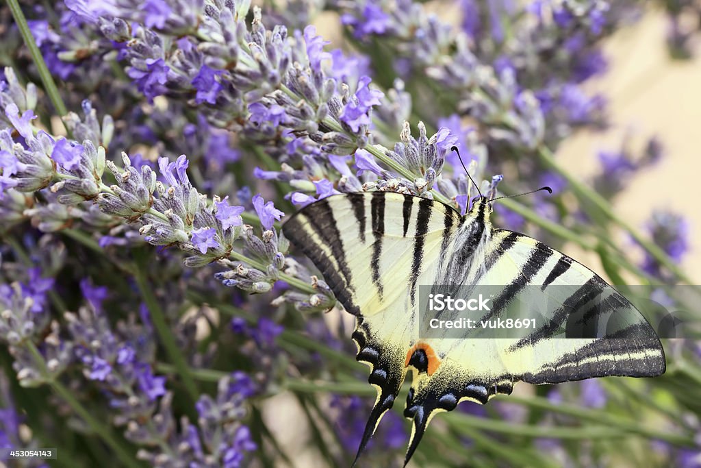 Machaon Papilio glaucus - Foto de stock de Alimentar royalty-free