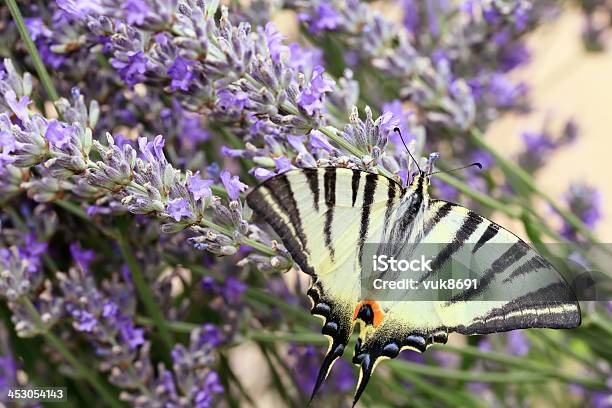 Foto de Machaon Papilio Glaucus e mais fotos de stock de Alimentar - Alimentar, Antena - Parte do corpo animal, Asa animal