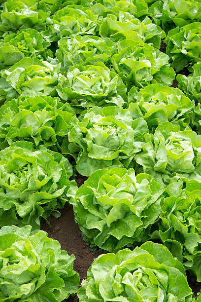 Salada verde, alface - foto de acervo