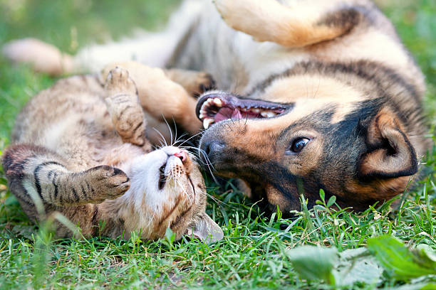 Dog and cat playing together stock photo