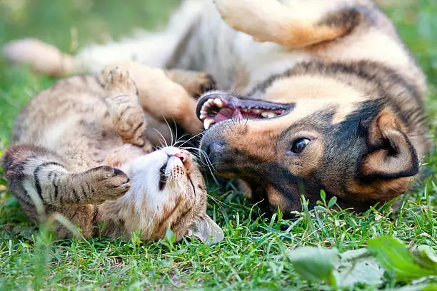 Photo of Dog and cat playing together