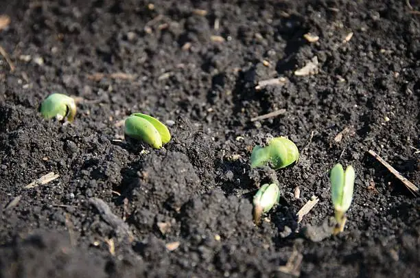 Emerging Soybean Sprouts