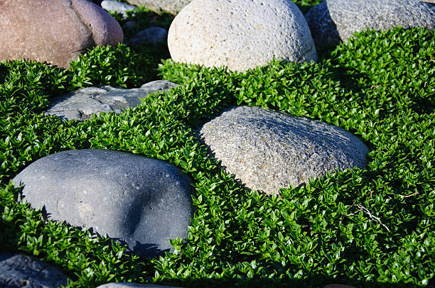 Pebbles in grass stock photo