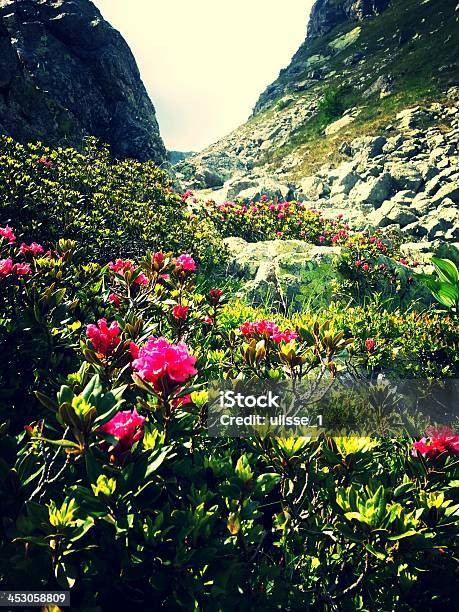 Montanha Colorida Flor - Fotografias de stock e mais imagens de Ao Ar Livre - Ao Ar Livre, Azul, Azul Turquesa