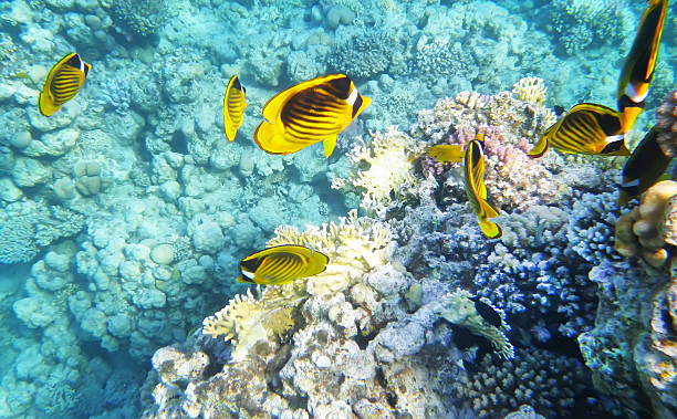 istock Racoon butterfly fish underwater coral reef 453058911